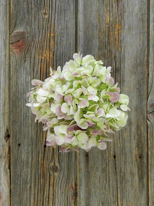 Antique Light Purple  Hydrangea